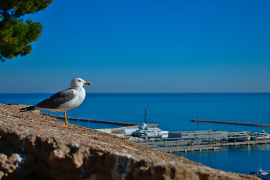 vista gaviota castillo denia